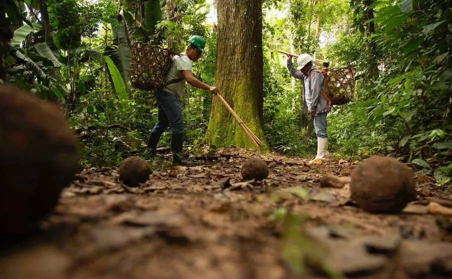 El trabajo de recolector de castaña en la Amazonía peruana: una oportunidad laboral que conecta con la naturaleza